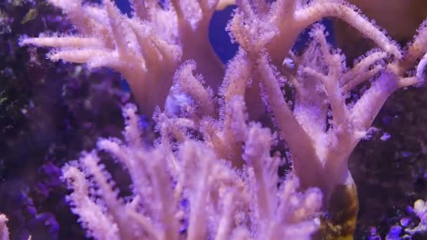 Όμορφη Θάλασσα Λουλούδι Στον Υποβρύχιο Κόσμο Κοράλλια — Αρχείο Βίντεο