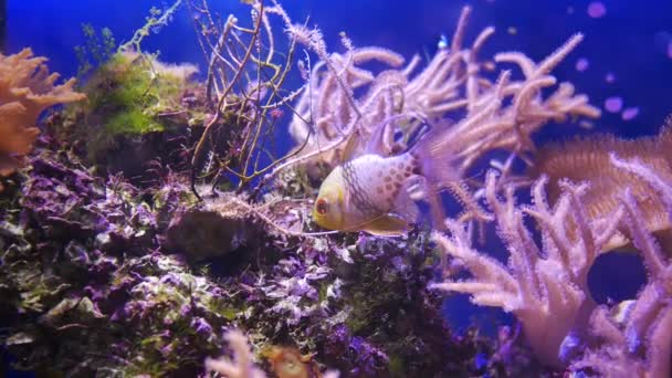 Bellissimo Fiore Mare Nel Mondo Sottomarino Con Coralli — Video Stock