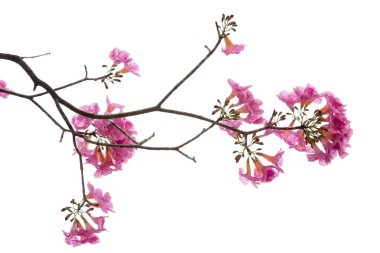 Beyaz arka plan üzerinde izole pembe çiçek ve ağaç dalı