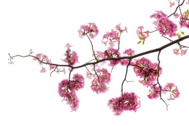 Beyaz arka plan üzerinde izole pembe çiçek ve ağaç dalı