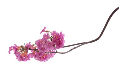 Beyaz arka plan üzerinde izole pembe çiçek ve ağaç dalı