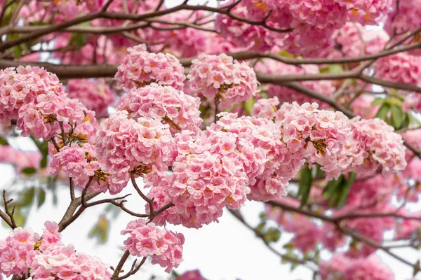 Pembe Çiçek Ağaç Dalı Arkaplanı Bulanıklaştırır — Stok fotoğraf