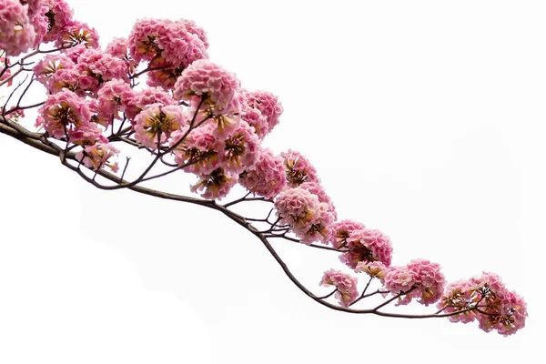 Pink Flower Tree Branch Isolated White Background — Stock Photo, Image