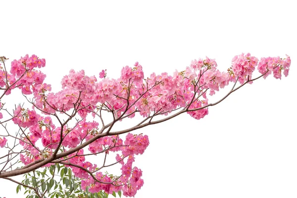 Růžový Květ Stromu Větev Izolovaných Bílém Pozadí — Stock fotografie