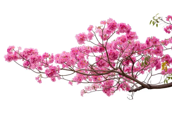 Flor Rosa Rama Árbol Aislada Sobre Fondo Blanco — Foto de Stock