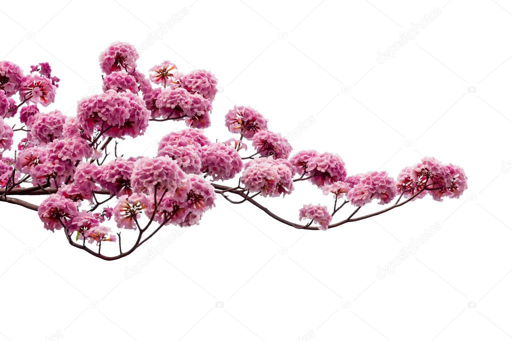 Pink flower and tree branch isolated on white background