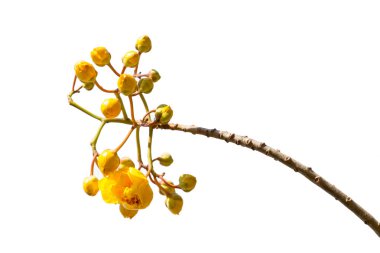 Beyaz arka plan üzerinde izole Cochlospermum regium çiçek.