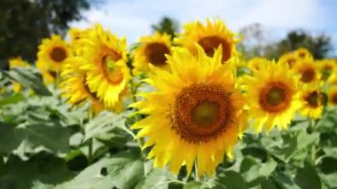 Ayçiçeği doğal rüzgarla şişmiş. Mavi gökyüzü arka plan.