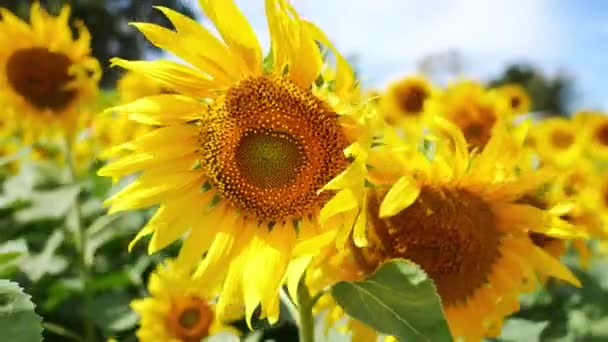 Sonnenblume Mit Natürlichem Wind Geblasen Blauer Himmel Hintergrund — Stockvideo