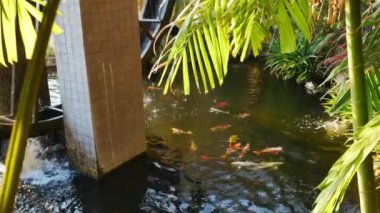 Koi balığı gölette yüzüyor..