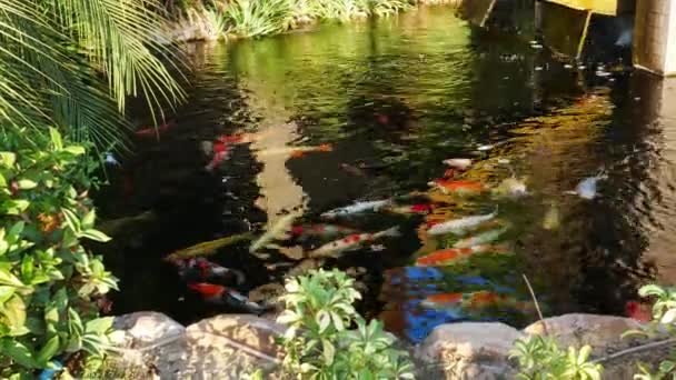 Peces Koi Nadando Estanque — Vídeo de stock
