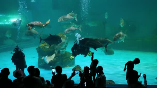 Chon Buri Tailandia Enero 2019 Aquanaut Man Beautiful Fish Aquarium — Vídeos de Stock