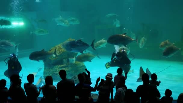 チョンブリー 2019 アクアノート男と水生の装飾に水族館の美しい魚背景 研究所の海洋科学のブラパー大学 タイの植物します — ストック動画