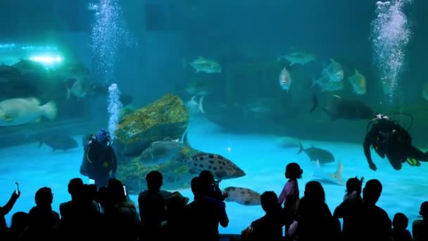 チョンブリー 2019 アクアノート男と水生の装飾に水族館の美しい魚背景 研究所の海洋科学のブラパー大学 タイの植物します — ストック動画