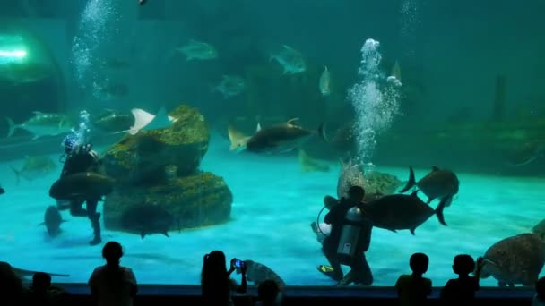 チョンブリー 2019 アクアノート男と水生の装飾に水族館の美しい魚背景 研究所の海洋科学のブラパー大学 タイの植物します — ストック動画