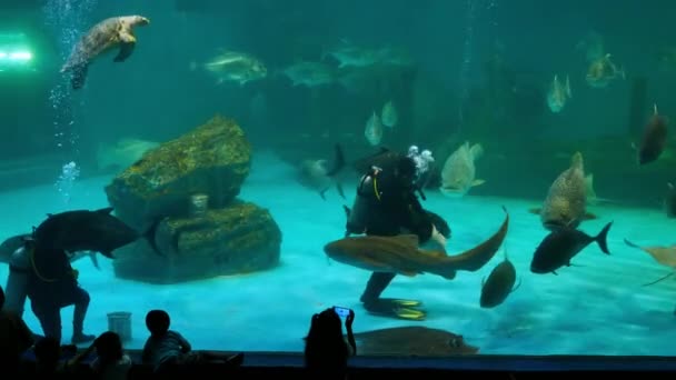 チョンブリー 2019 アクアノート男と水生の装飾に水族館の美しい魚背景 研究所の海洋科学のブラパー大学 タイの植物します — ストック動画