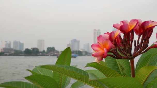 Flores Rosadas Cerca Del Río Fondo Ciudad — Vídeos de Stock