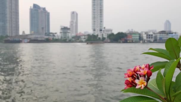 Ροζ Λουλούδια Κοντά Στο Ποτάμι Και Στην Πόλη Παρασκήνιο — Αρχείο Βίντεο