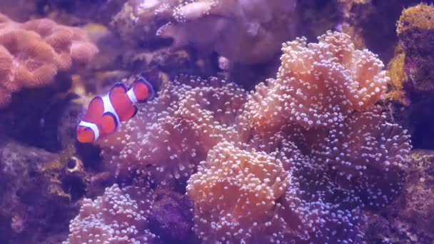 Bela Flor Mar Mundo Subaquático Com Corais Peixes — Vídeo de Stock