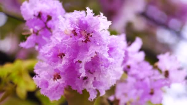 紫色的花和树分支模糊自然背景 — 图库视频影像