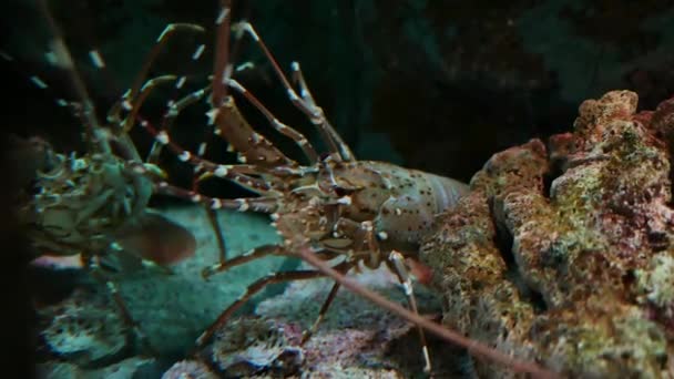 美丽的虾在水族馆上装饰水生植物的背景 鱼缸里的龙虾 — 图库视频影像