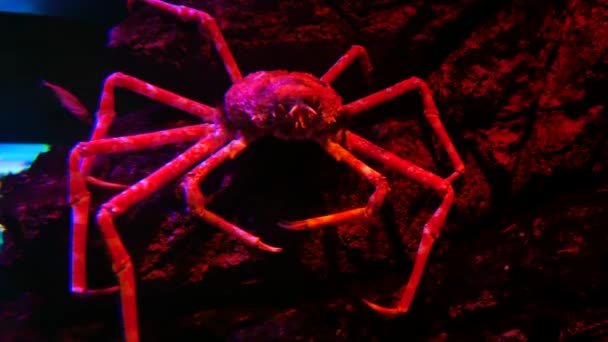 Riesenspinnenkrebse Fischbecken Krabbe Aquarium — Stockvideo