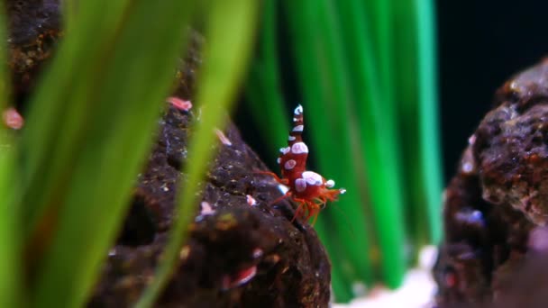 Krásné krevety v akváriu na zdobení vodních rostlin pozadí. 