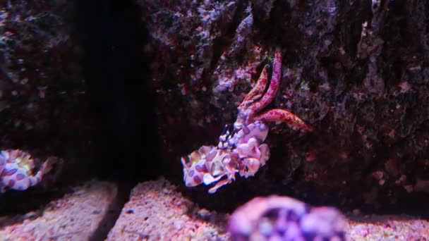 美丽的虾 海美诺梅拉皮克塔虾 在水族馆的水生植物装饰背景 海梅内切皮塔吃鱼在水箱 — 图库视频影像