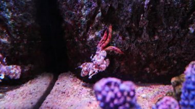 Güzel karides (Hymenocera picta karides) su bitkileri arka plan dekorasyon akvaryumda. Hymenocera picta su tankında yıldız balığı yeme.