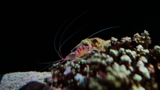 Mořské Krevety Akváriu Krásné Krevety Akváriu Dekoraci Vodních Rostlin Pozadí — Stock video