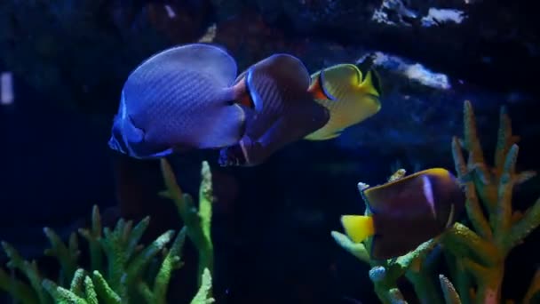 Beau Poisson Dans Aquarium Poisson Dans Aquarium — Video