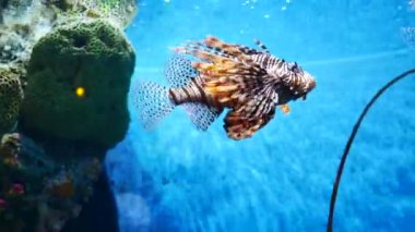 Güzel balık içinde belgili tanımlık akvaryum. Fish tank bir balık.