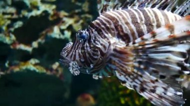 Güzel balık içinde belgili tanımlık akvaryum. Fish tank bir balık.