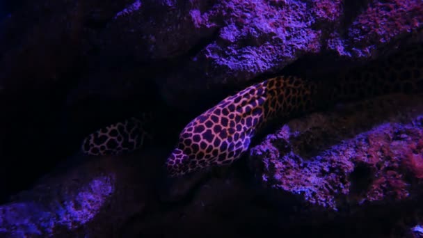 Havsål Akvarium Akvarium Dekoration Morängel Akvarium — Stockvideo