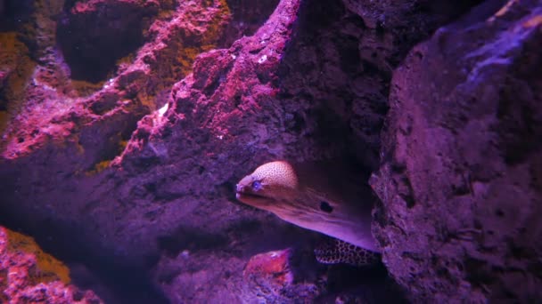 水槽の海ウナギ 水族館の装飾 水槽の中のモレーウナギ — ストック動画