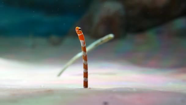 Oranje Spotted Garden Eel Heteroconger Hassi Omhoog Omlaag Gaan Aquarium — Stockvideo