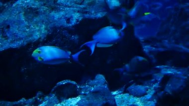 Güzel balık içinde belgili tanımlık akvaryum. Fish tank bir balık.