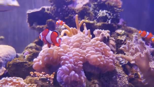 Belle Fleur Mer Dans Monde Sous Marin Avec Des Coraux — Video