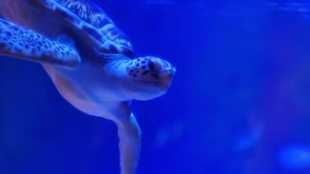 Green Turtle Swims Water Tank — Stock Video