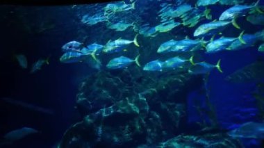 Güzel balık içinde belgili tanımlık akvaryum dekorasyon su üzerinde arka plan bitki. Renkli balık balık tank.