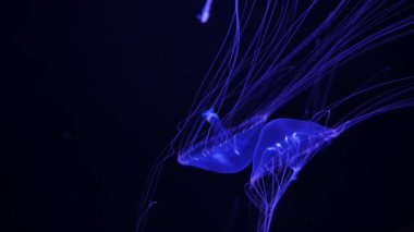 Yakın çekim denizanası, Medusa fish tank neon ışık ile. 