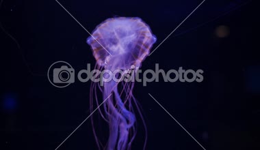 Yakın çekim denizanası, Medusa fish tank neon ışık ile. 