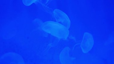 Yakın çekim denizanası, Medusa fish tank neon ışık ile. 