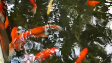 Altın balık ve küçük şelale havuz yüzme.