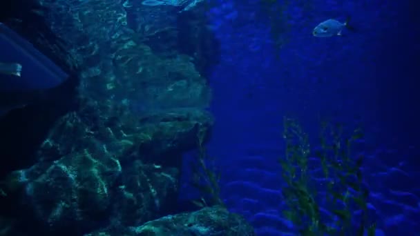 Mooie Vissen Het Aquarium Aan Decoratie Van Aquatische Planten Achtergrond — Stockvideo