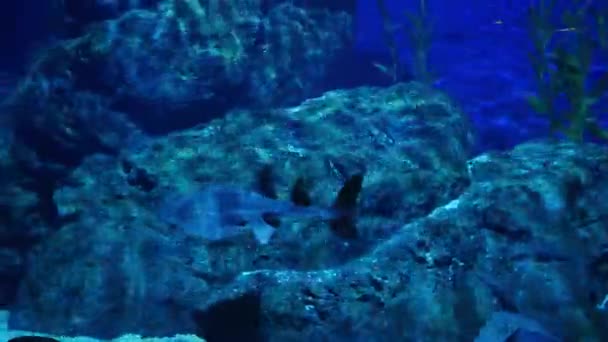 美丽的鱼在水族箱上装饰水生植物的背景 鱼缸里的五彩鱼 — 图库视频影像