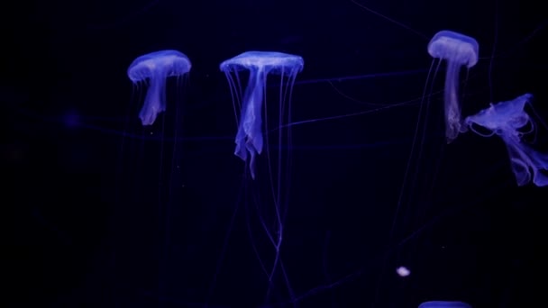 Close Kwallen Medusa Aquarium Met Neon Licht — Stockvideo
