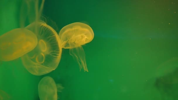 Jellyfish Close Medusa Tanque Peixe Com Luz Néon — Vídeo de Stock