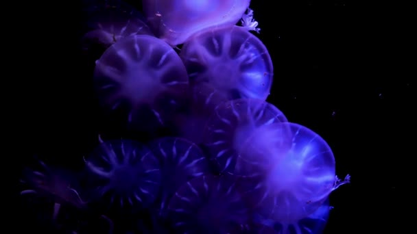 Nahaufnahme Quallen Medusa Fischbecken Mit Neonlicht — Stockvideo