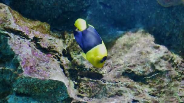 Mooie Vissen Het Aquarium Aan Decoratie Van Aquatische Planten Achtergrond — Stockvideo